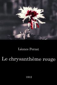 Le chrysanthème rouge